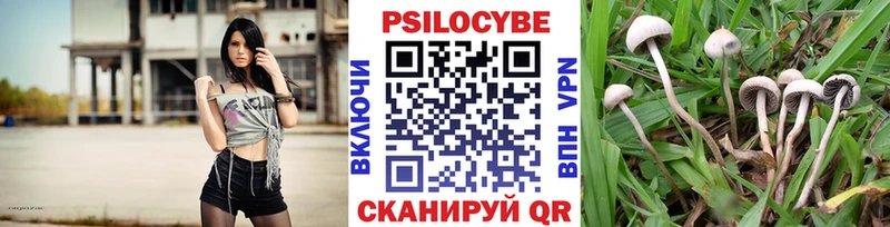 наркошоп  Ершов  Галлюциногенные грибы Psilocybine cubensis 